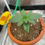 Papaya Stank