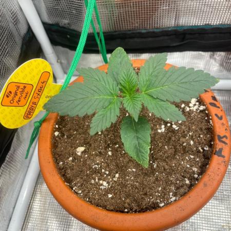 Papaya Stank