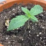 Gorilla 🦍 melon 🍈