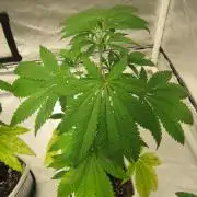 Mimosa - Breakfast, Wake-and-Bake
