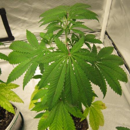 Mimosa - Breakfast, Wake-and-Bake