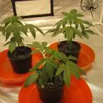 Gelatdos Jabb... My crossing.