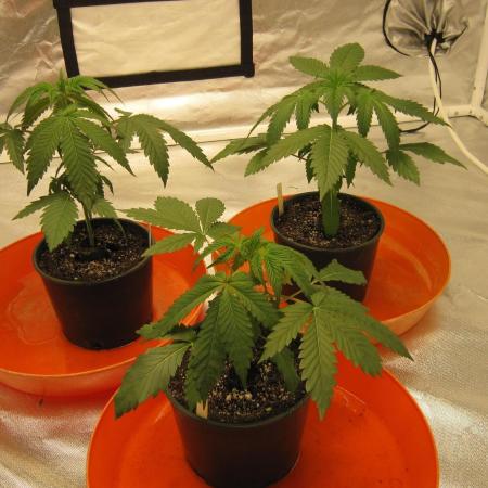 Gelatdos Jabb... My crossing.