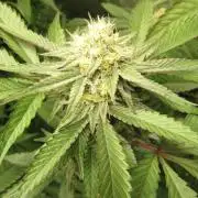 💪🔥⚡ Hulk OG - by IZI