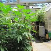 Gorilla Gelato - Ganja Seeds