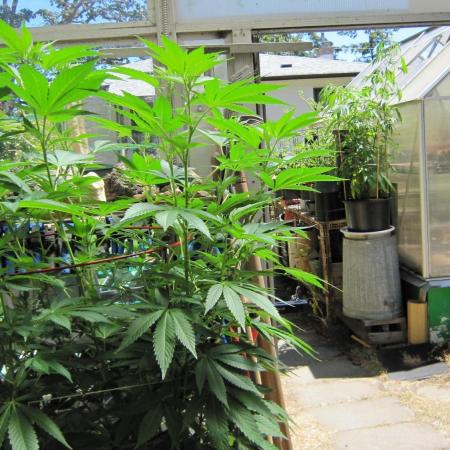 Gorilla Gelato - Ganja Seeds