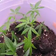 M.A.C.-Sensible Seeds-Premium Selection