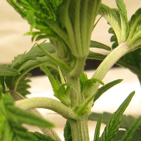 Gelatdos Jabb... My crossing.