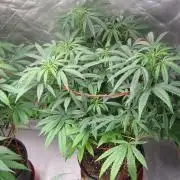 Mimosa - Breakfast, Wake-and-Bake