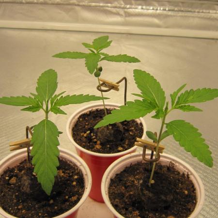 Mimosa - Breakfast, Wake-and-Bake