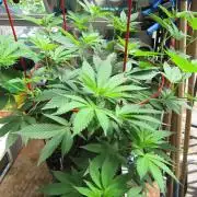 Gorilla Gelato - Ganja Seeds
