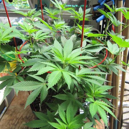 Gorilla Gelato - Ganja Seeds