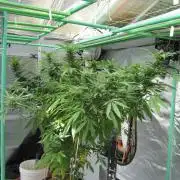 Gorilla Gelato - Ganja Seeds