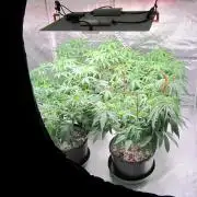 🍋 Lemon 🍊 Mandarin 😎 🤗 🤩