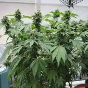 Gorilla Gelato - Ganja Seeds