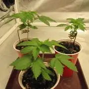 🦍Gorilla👩🏻‍🍳Cookies by Seed Stockers