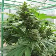 M.A.C.-Sensible Seeds-Premium Selection