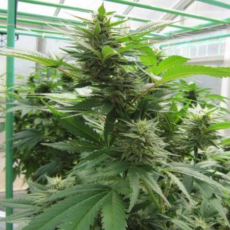 M.A.C.-Sensible Seeds-Premium Selection
