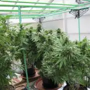M.A.C.-Sensible Seeds-Premium Selection