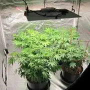 Kush Mints - Minty Flavor Hunt
