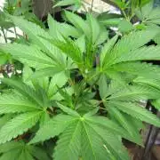 Gorilla Gelato - Ganja Seeds
