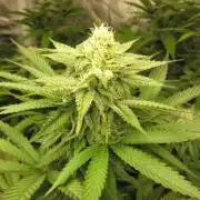 🍋 Lemon 🍊 Mandarin 😎 🤗 🤩