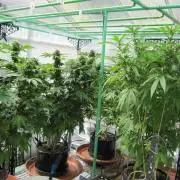 Gorilla Gelato - Ganja Seeds