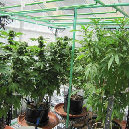 Gorilla Gelato - Ganja Seeds