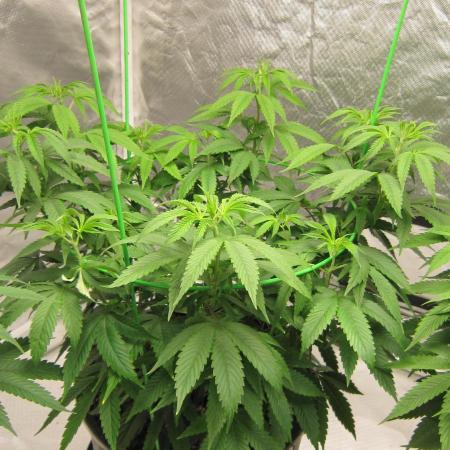 🍋 Lemon 🍊 Mandarin 😎 🤗 🤩