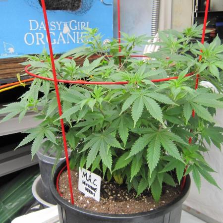 M.A.C.-Sensible Seeds-Premium Selection