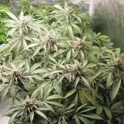 💪🔥⚡ Hulk OG - by IZI