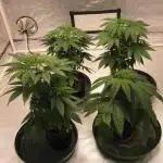 🍋 Lemon 🍊 Mandarin 😎 🤗 🤩