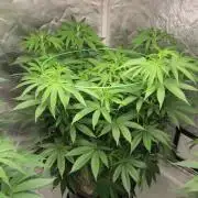 🍋 Lemon 🍊 Mandarin 😎 🤗 🤩