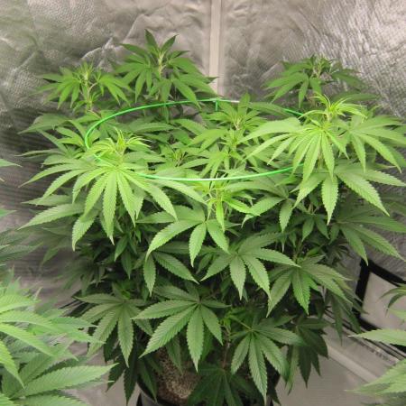 🍋 Lemon 🍊 Mandarin 😎 🤗 🤩