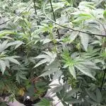 Best Clones... Showing off my...