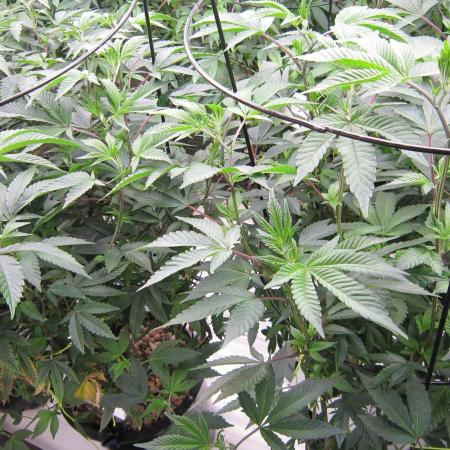 Best Clones... Showing off my...