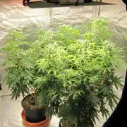 Gelatdos Jabb... My crossing.