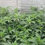 Best Clones... Showing off my...