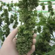 Gorilla Gelato - Ganja Seeds