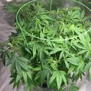 Kush Mints - Minty Flavor Hunt