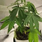 Kush Mints - Minty Flavor Hunt