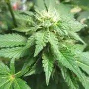 Gorilla Gelato - Ganja Seeds