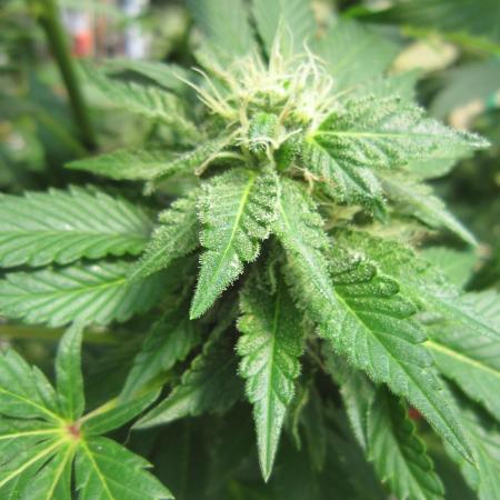 Gorilla Gelato - Ganja Seeds