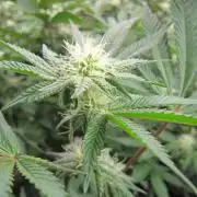 Best Clones... Showing off my...