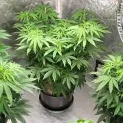 🍋 Lemon 🍊 Mandarin 😎 🤗 🤩