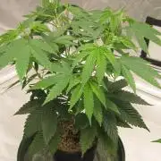 🍋 Lemon 🍊 Mandarin 😎 🤗 🤩