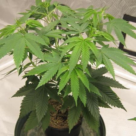 🍋 Lemon 🍊 Mandarin 😎 🤗 🤩