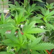 M.A.C.-Sensible Seeds-Premium Selection