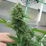 M.A.C.-Sensible Seeds-Premium Selection