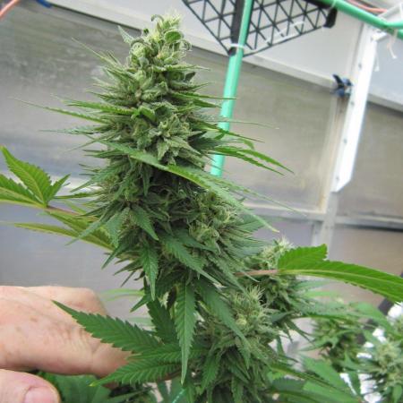 M.A.C.-Sensible Seeds-Premium Selection